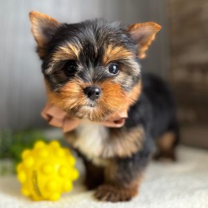 Mia